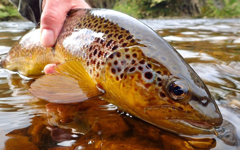 Brown Trout - River Wharfe