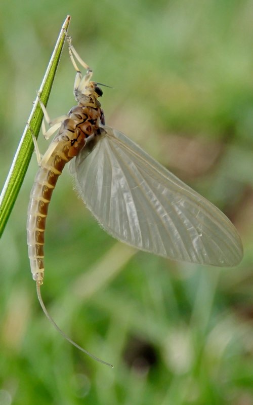 Olive Upright - Mayfly
