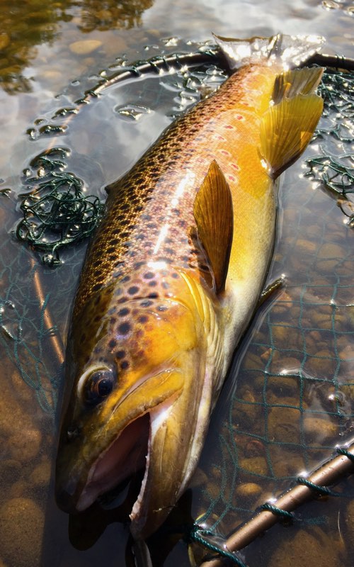 Brown Trout - River Wharfe