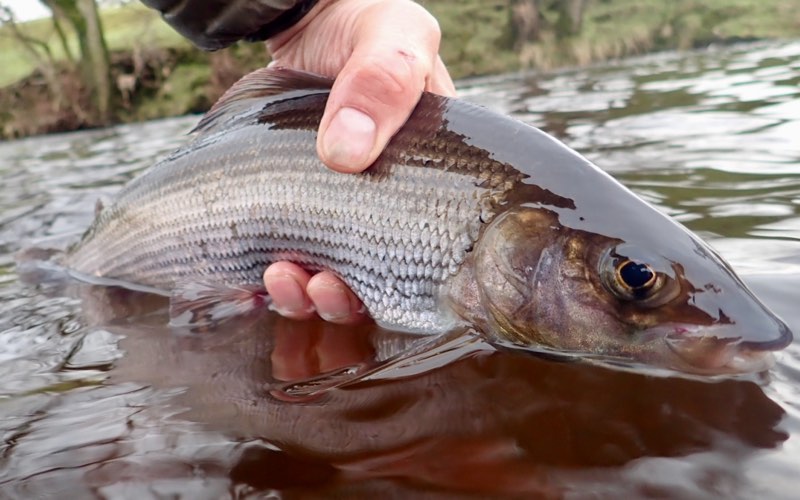Grayling - River Wharfe